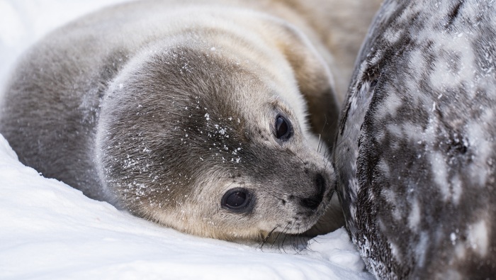 Байкальская нерпа: как живет эндемик  самого глубокого озера в мире