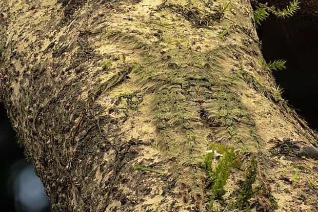 Неземные пейзажи, грибные зомби и нескончаемая борьба за жизнь. Ни на что не похожий мир — на снимках лучших фотографов