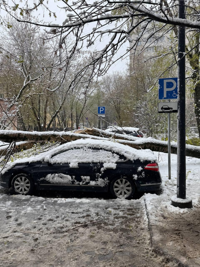 Поваленные деревья, поврежденные машины: Москва оказалась в центре снежного апокалипсиса (много фото)