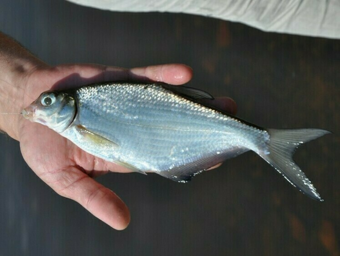 Ловля осенней белоглазки