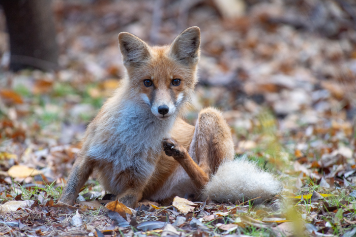 Записки астраханского натуралиста. Знакомство с лисенком