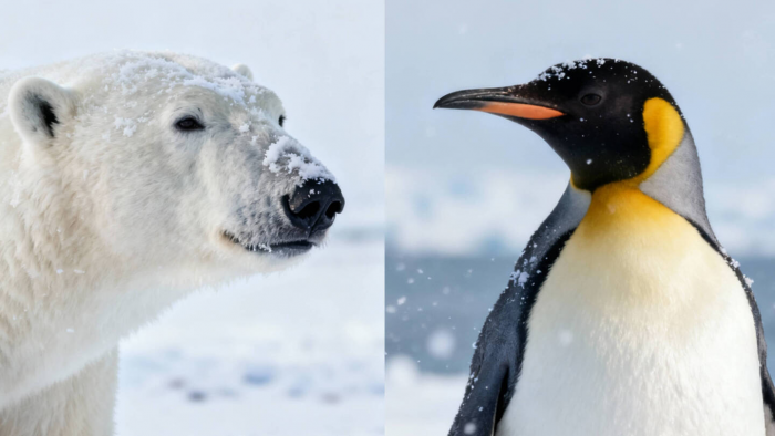 Могут ли встретиться белый медведь и пингвин