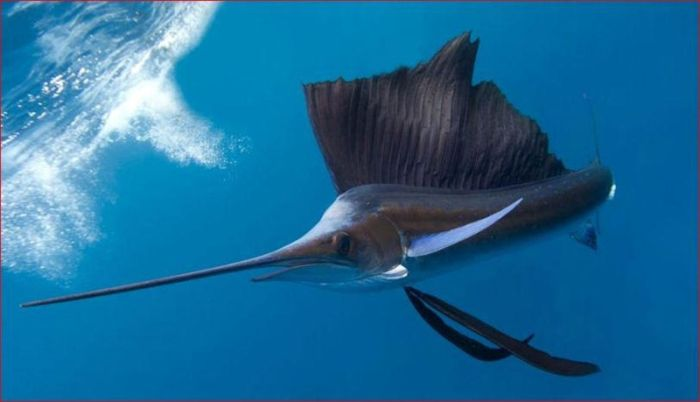 Самые быстрые животные в мире