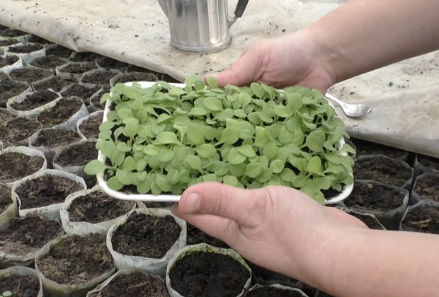 Как вырастить рассаду петунии в домашних условиях: сроки посева семян, правила ухода за саженцами