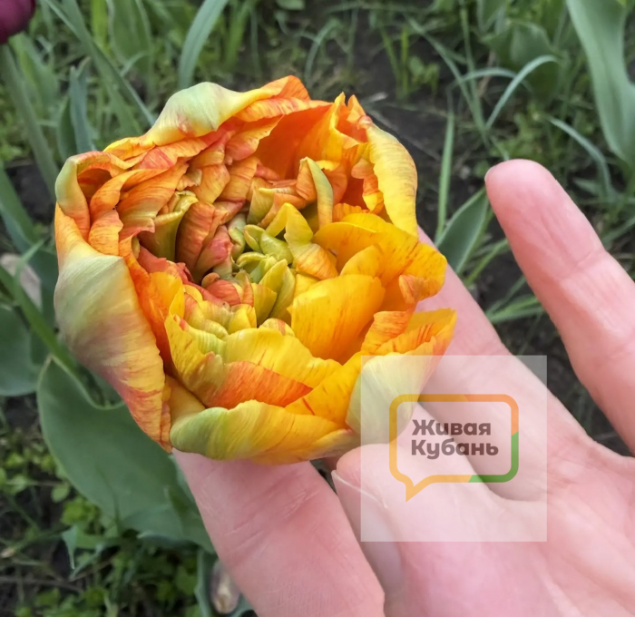 Вытаптывают клумбы и оставляют горы мусора: как выглядит дендрарий Краснодара во время цветения тюльпанов