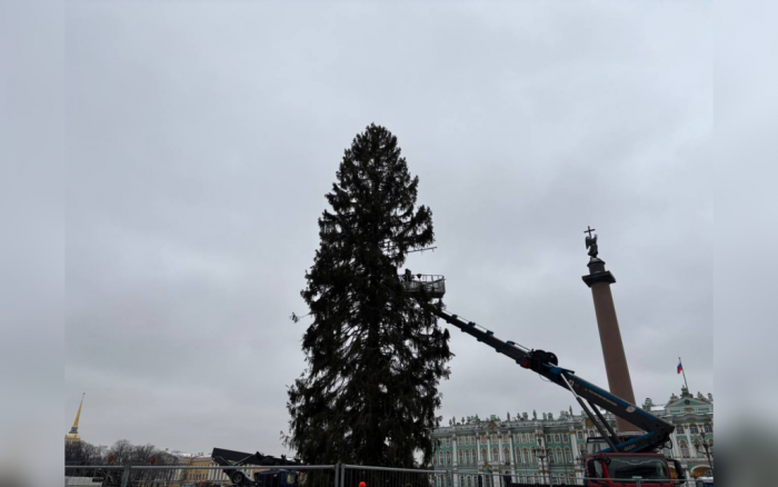 На Дворцовую площадь в Петербурге поставили главную новогоднюю ель города