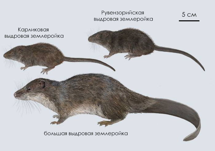 Выдровая землеройка, которая не выдра и не землеройка