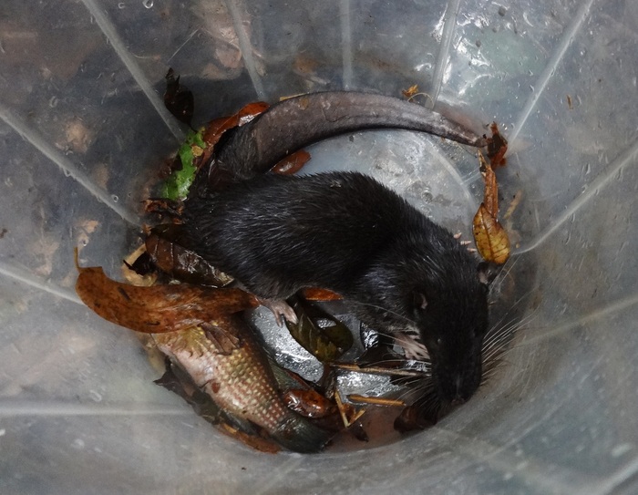 Выдровая землеройка, которая не выдра и не землеройка