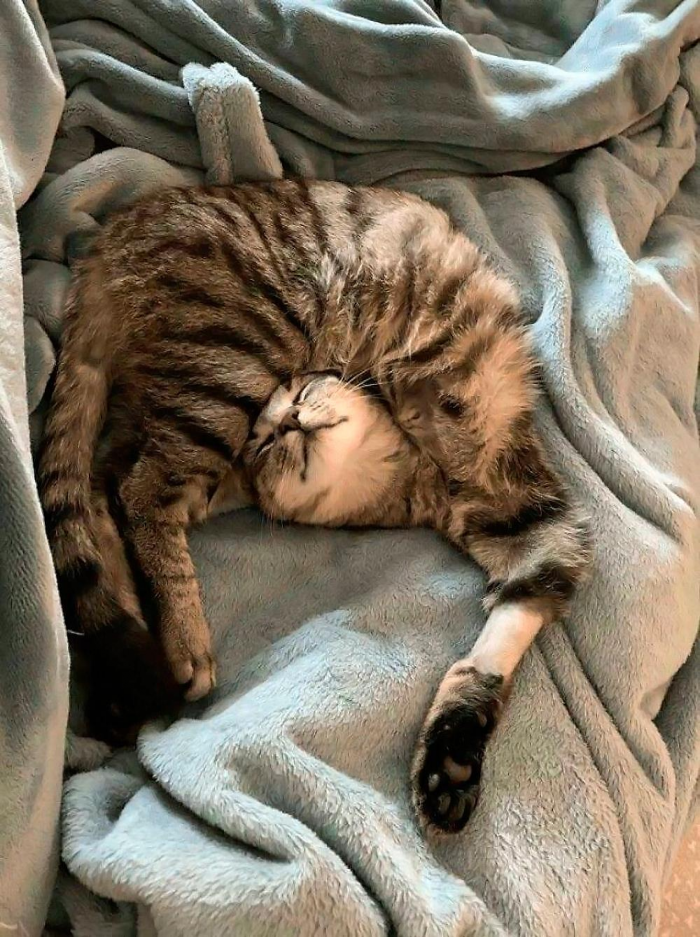 Смешные и красивые коты, которые не такие, как все (18 фото)