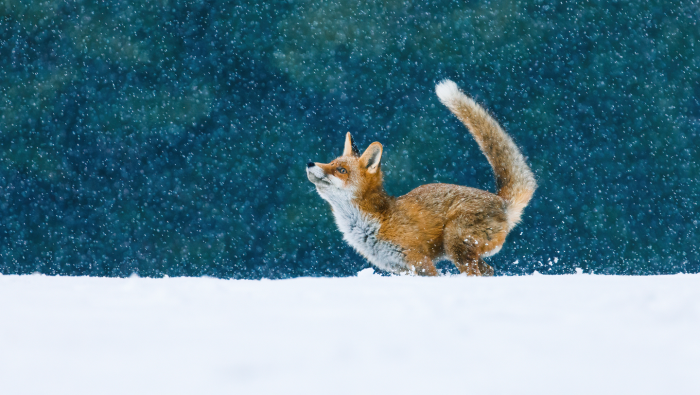 Зимние фотографии из жизни животных