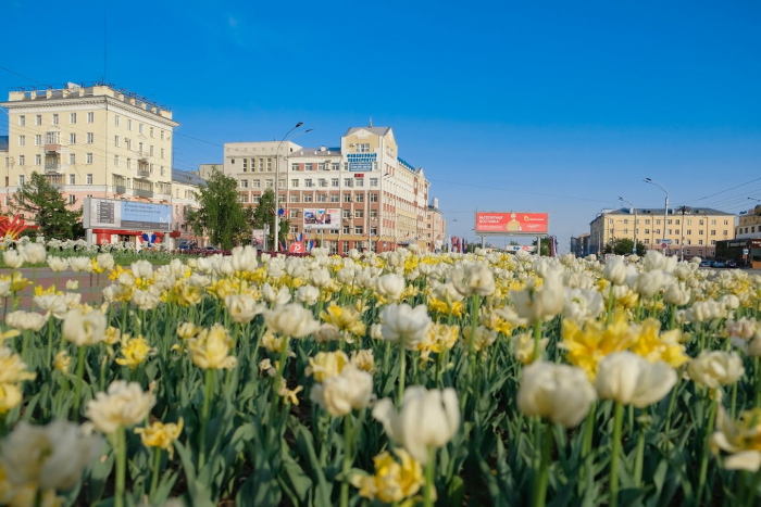 "Советский подход был шикарным". Почему в Барнауле "умирают" деревья и как их можно спасти