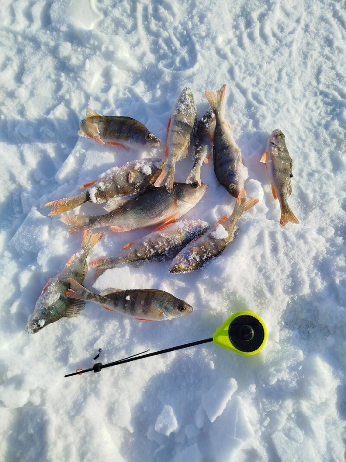 В Алтайском крае рыбаки продемонстрировали впечатляющий зимний улов