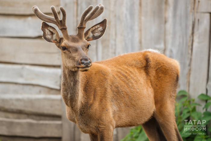 Страусы, олени и альпаки: гид по фермам Татарстана – куда поехать с детьми