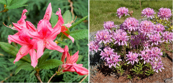 Рододендроны — символ садовой роскоши, неземной красоты и… кропотливого ухода