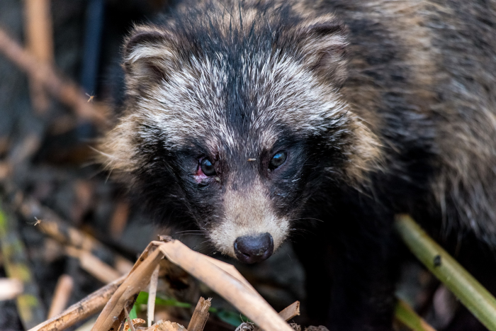 Записки астраханского натуралиста. Знакомство с лисенком