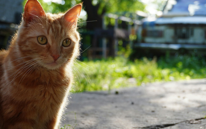 Исследование показало, что почти все рыжие кошки на самом деле коты. Все дело в гене