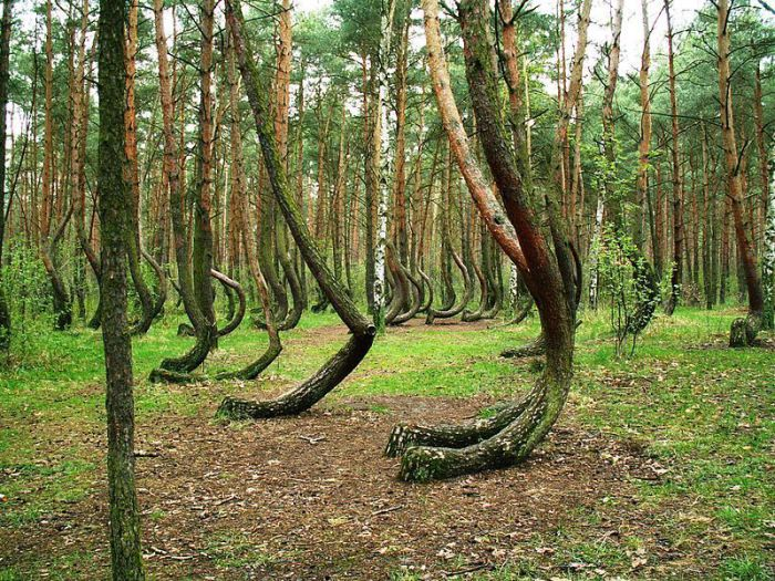 6 реальных лесов, которые выглядят словно из фэнтези