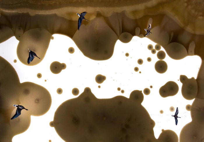 Победители конкурса «Фотограф птиц года — 2025»