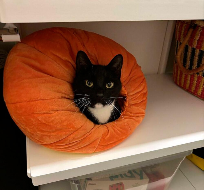 Смешные и красивые коты, которые не такие, как все (18 фото)