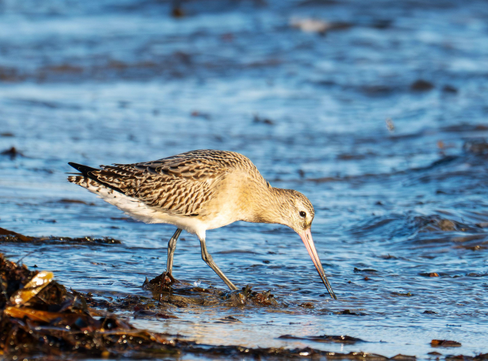 9 птиц с самыми странными именами