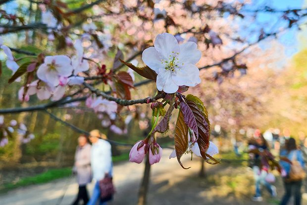 Цветение сакуры: где и когда можно посмотреть в 2026 году? История японского фестиваля Ханами