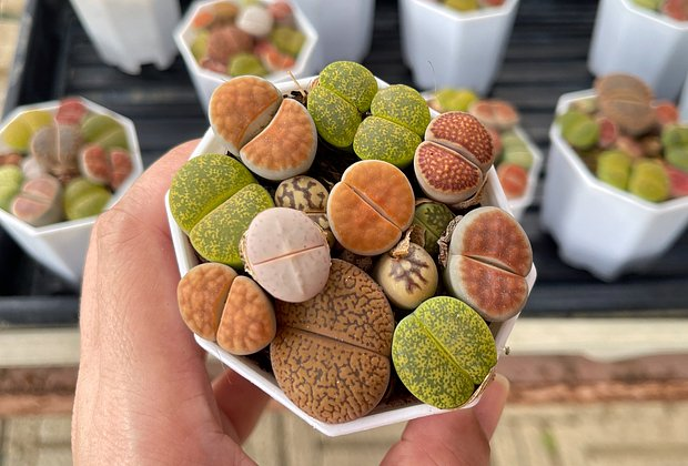 Литопсы: уход за «живыми камнями». Как вырастить суккулент в домашних условиях