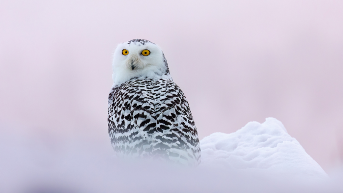 Зимние фотографии из жизни животных