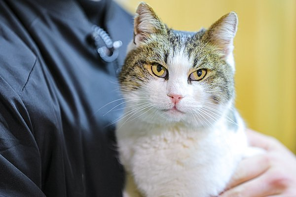 «Главное — не количество лап, а сила духа» Самые добрые и трогательные истории 2025 года, заставляющие поверить в чудо