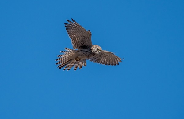 Записки астраханского натуралиста. Ястреб-перепелятник, санитар городских джунглей