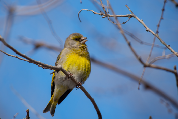 Записки астраханского натуралиста. Кто остался зимовать?