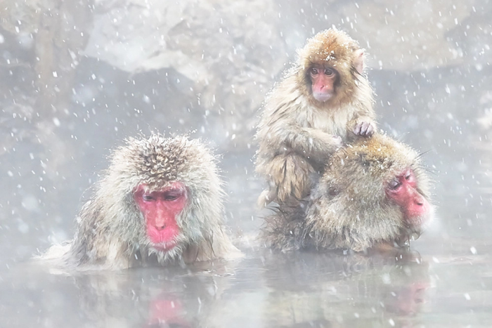 Снежные обезьяны Японии: жизнь в «Адской долине»