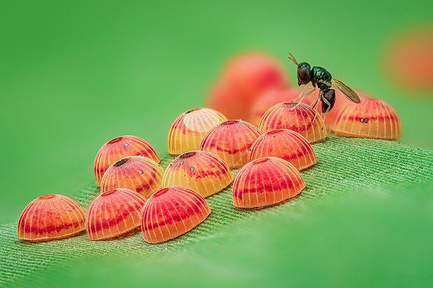 Неземные пейзажи, грибные зомби и нескончаемая борьба за жизнь. Ни на что не похожий мир — на снимках лучших фотографов