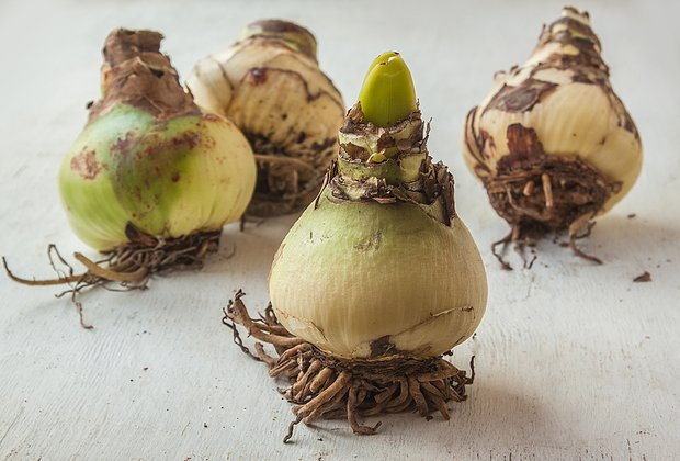 Первоцветы: какие растения цветут ранней весной в природе и в саду