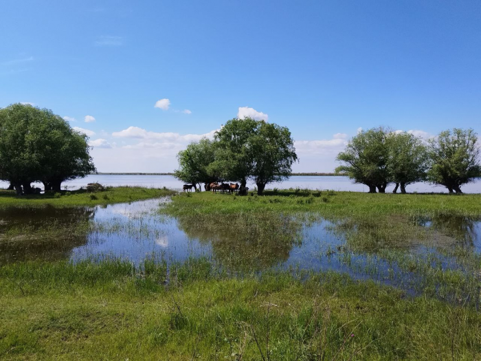 Вобле по-прежнему плохо: ученые оценили состояние астраханской рыбы