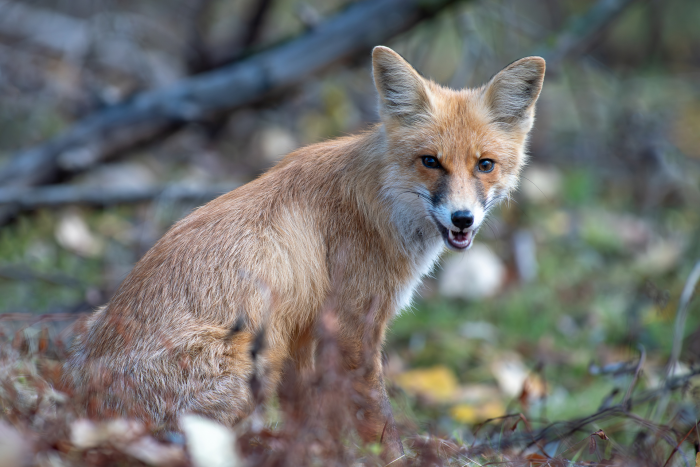 Записки астраханского натуралиста. Знакомство с лисенком