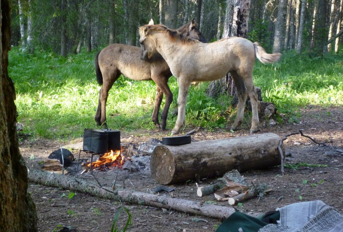 «Закрой глаза и держись за седло» Россиянка преодолела верхом на коне самые труднодоступные маршруты России. Как ей это удалось?