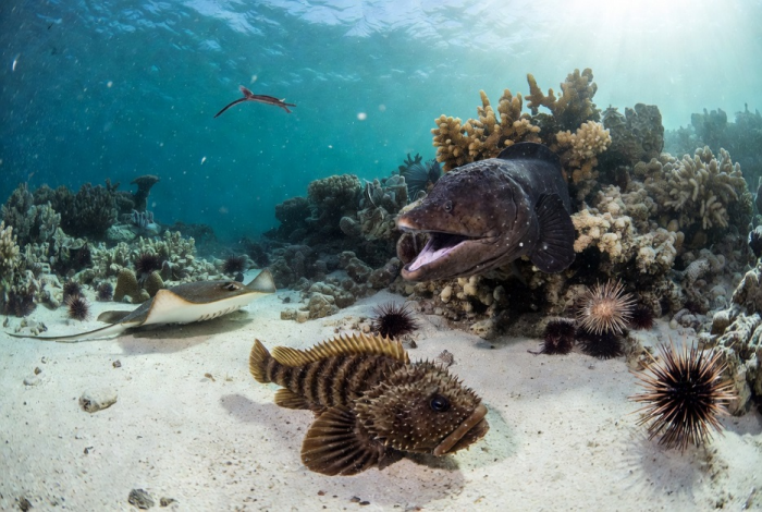 Отдых в Египте угрожает туристам столкновениями с акулами и ядовитыми рыбами