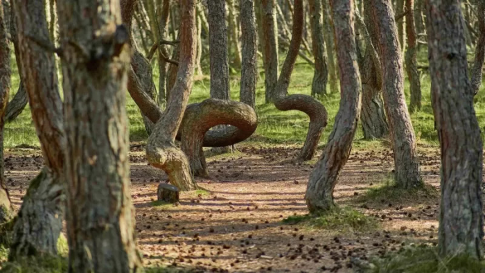 ​​Пляж из стекла и танцующий лес: редкие фотографии удивительных мест Земли