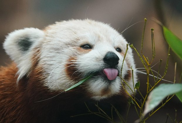 Красная панда: что это за животное, как выглядит, где живет и чем отличается от большой панды
