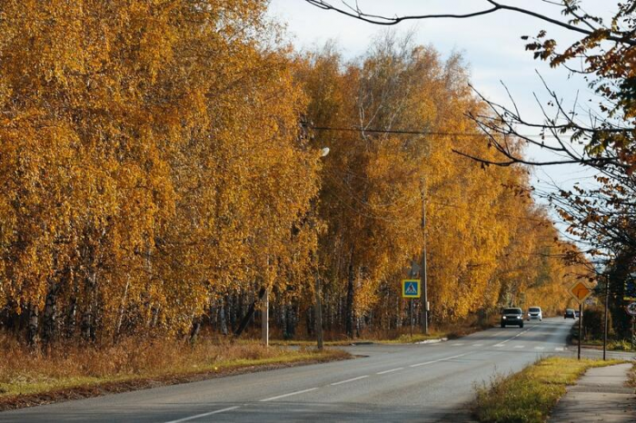 Золото октября. Как осень преобразила березовую рощу на окраине Барнаула