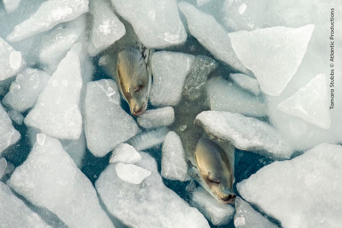 Снимки с конкурса Wildlife Photographer of the Year 2024