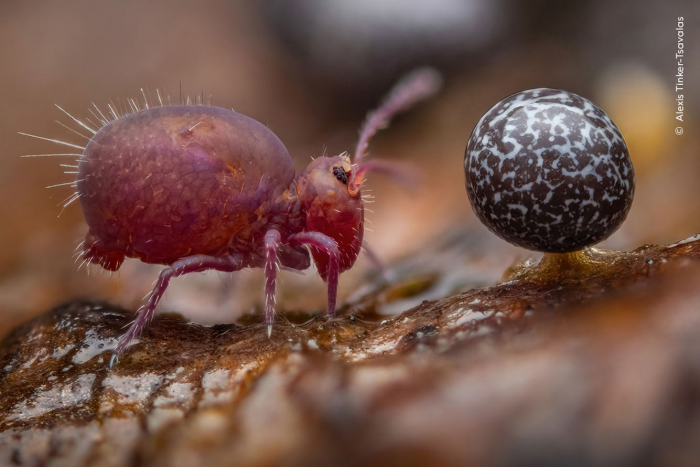 Победители конкурса Wildlife Photographer of the Year 2024