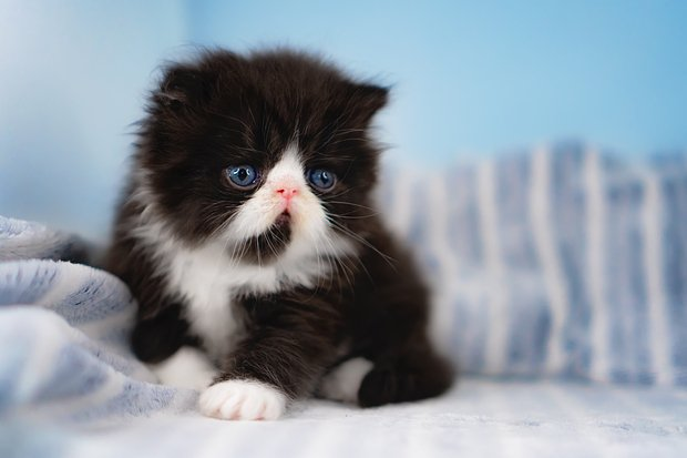 Как назвать кошку: 200+ кличек для котенка-девочки