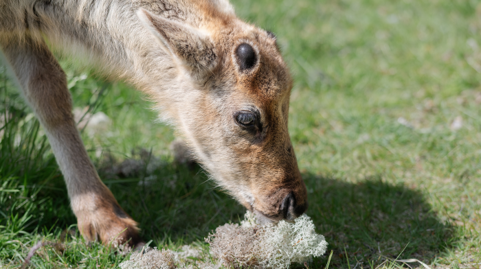 Ягель: скромный властелин тундры