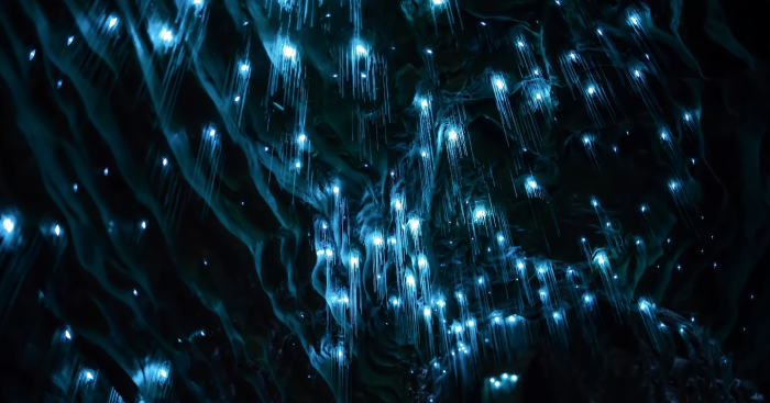 Животные, которые умеют светиться: самые красивые фотографии