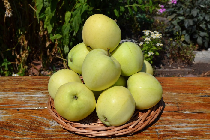 Яблоня сорта «Белый налив»: выращивание и уход, советы экспертов