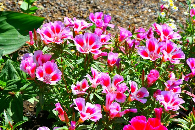 Годеция: описание, сорта, посадка и уход. Как выращивать цветок в открытом грунте