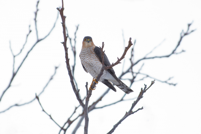 Записки астраханского натуралиста. Птицы Городского острова