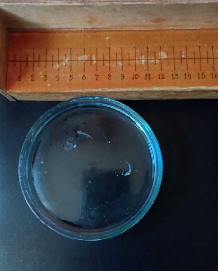 Записки астраханского натуралиста. ...изируя итоги прошедшего паводка