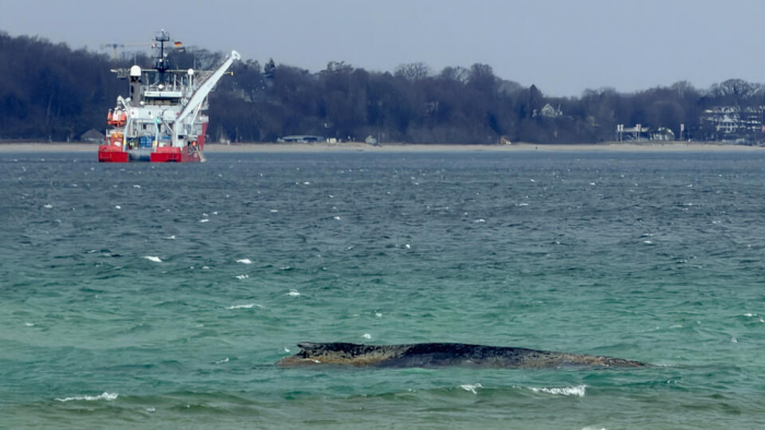 Спасатели не могут снять с мели кита, застрявшего у побережья Германии